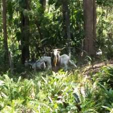 Eumundi Regional Park | Eumundi Noosa Rd, Verrierdale QLD 4562, Australia