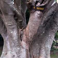 Cudgen Memorial Fig Trees | 1 Collier St, Cudgen NSW 2487, Australia