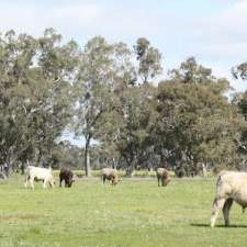 Eylwarra Sands Murray Grey Stud | 629 Walkington Hills Rd, Bangham SA 5268, Naracoorte SA 5271, Australia