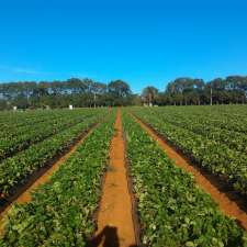 SSS Strawberries | 11 Rosedale Rd, Oakwood QLD 4670, Australia