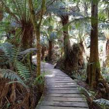 Maits Rest Rainforest Walk | Great Ocean Rd, Cape Otway VIC 3233, Australia