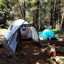 Coachwood Camping Area | Chichester State Forest, Upper Allyn NSW 2311, Australia