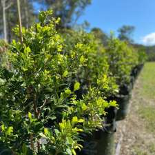 Kiamba Valley Nursery | 118 Kiamba Rd, Kiamba QLD 4560, Australia