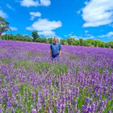 Red Hill Lavender Farm & Distillery | 284 Main Creek Rd, Main Ridge VIC 3928, Australia