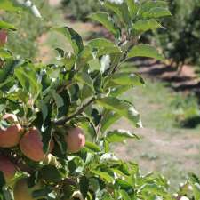 The Hills Cider Company | 68 Chambers Rd, Hay Valley SA 5252, Australia