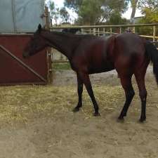 S Trevean Horse Transport | 23 Trotters Dr, Globe Derby Park SA 5110, Australia