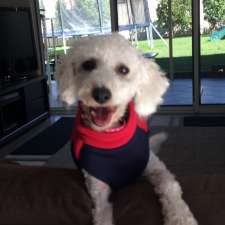 Small Dog Sitter | 338 President Ave, Gymea NSW 2227, Australia