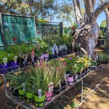 Mooreview Plants and Trees | 6538 Nangetty Rd, Walkaway WA 6528, Australia