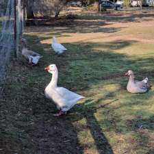 Camp Coolamatong Farm Camp | 38 Cranswick Rd, Banksia Peninsula VIC 3875, Australia