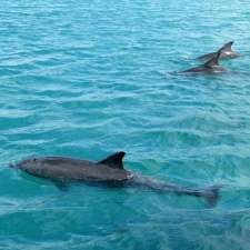 Kangaroo Island Marine Adventures | Kingscote Wharf, Kingscote SA 5223, Australia