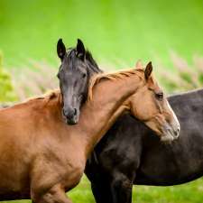 O'Riley Racing TYNONG | Pakenham Rd, Tynong VIC 3810, Australia