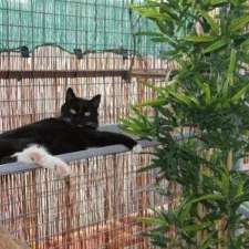 Brighton and District Cat Boarding and Cattery | 167 North Rd, Gardenvale VIC 3185, Australia