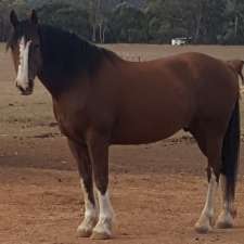 Horseworld | 16/14 Calder Hwy, Inglewood VIC 3517, Australia