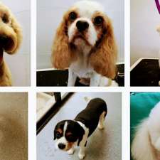 Paws Furbulous Professional Dog Grooming and Minding | 77 Megalong St, The Ponds NSW 2769, Australia