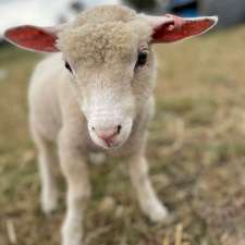 Goorambat Lamb Orphanage | 116 Benalla-Tocumwal Rd, Goorambat VIC 3725, Australia