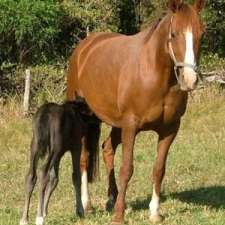 Spirit Lodge Equestrian Centre | 200 Brookhouse Rd, Pembrooke NSW 2446, Australia