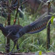 Durras Discovery Trail & Lake Walk | Lake Rd, Durras North NSW 2536, Australia