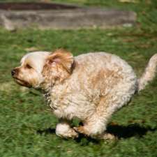 The Canine Classroom | 136 Verrierdale Rd, Verrierdale QLD 4562, Australia