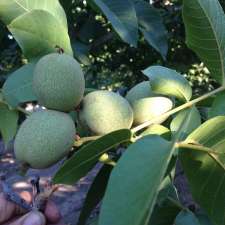 Golden River Walnuts | 222 Koondrook W Rd, Koondrook VIC 3580, Australia