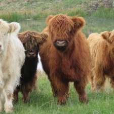 Poll Highland Cattle | 196 Lesters Rd, Bungaree VIC 3352, Australia