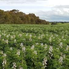 Lupins for Life | 23 Stockwell Rd, Jindera NSW 2642, Australia