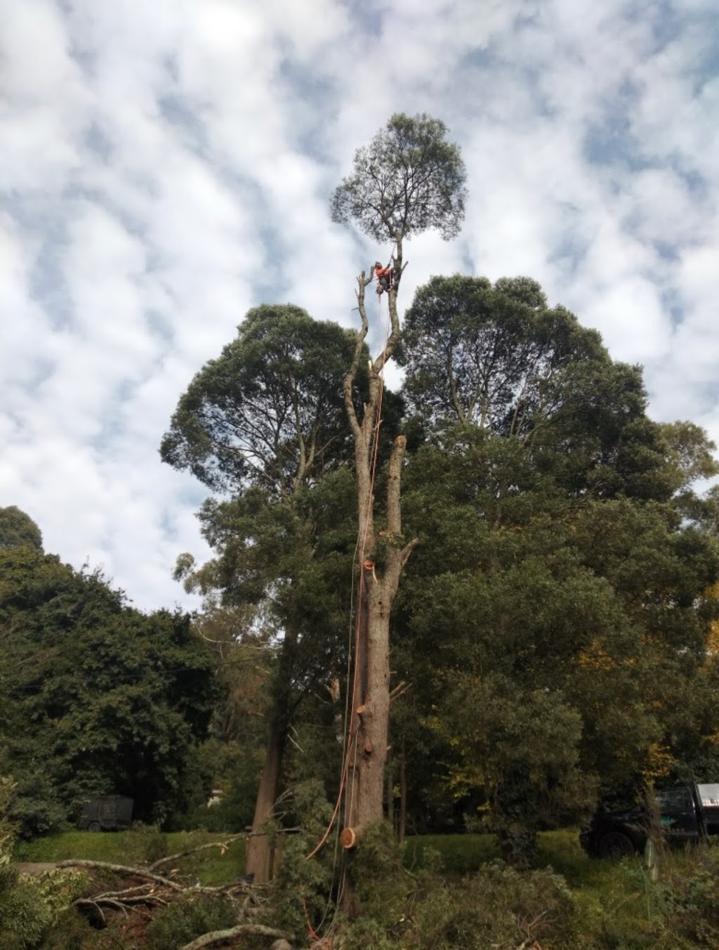 The Hills Tree And Garden Care | Upper Coonara Rd, Olinda VIC 3788, Australia | Phone: 0458 763 035