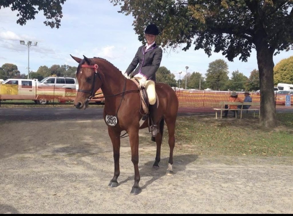 Herway horsemanship | 375 Burragorang Rd, Glenmore NSW 2570, Australia | Phone: 0478 191 104
