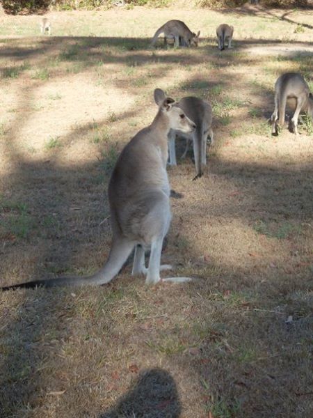 Scooter Roo Tours | 2694 Round Hill Rd, Agnes Water QLD 4677, Australia | Phone: (07) 4974 7697