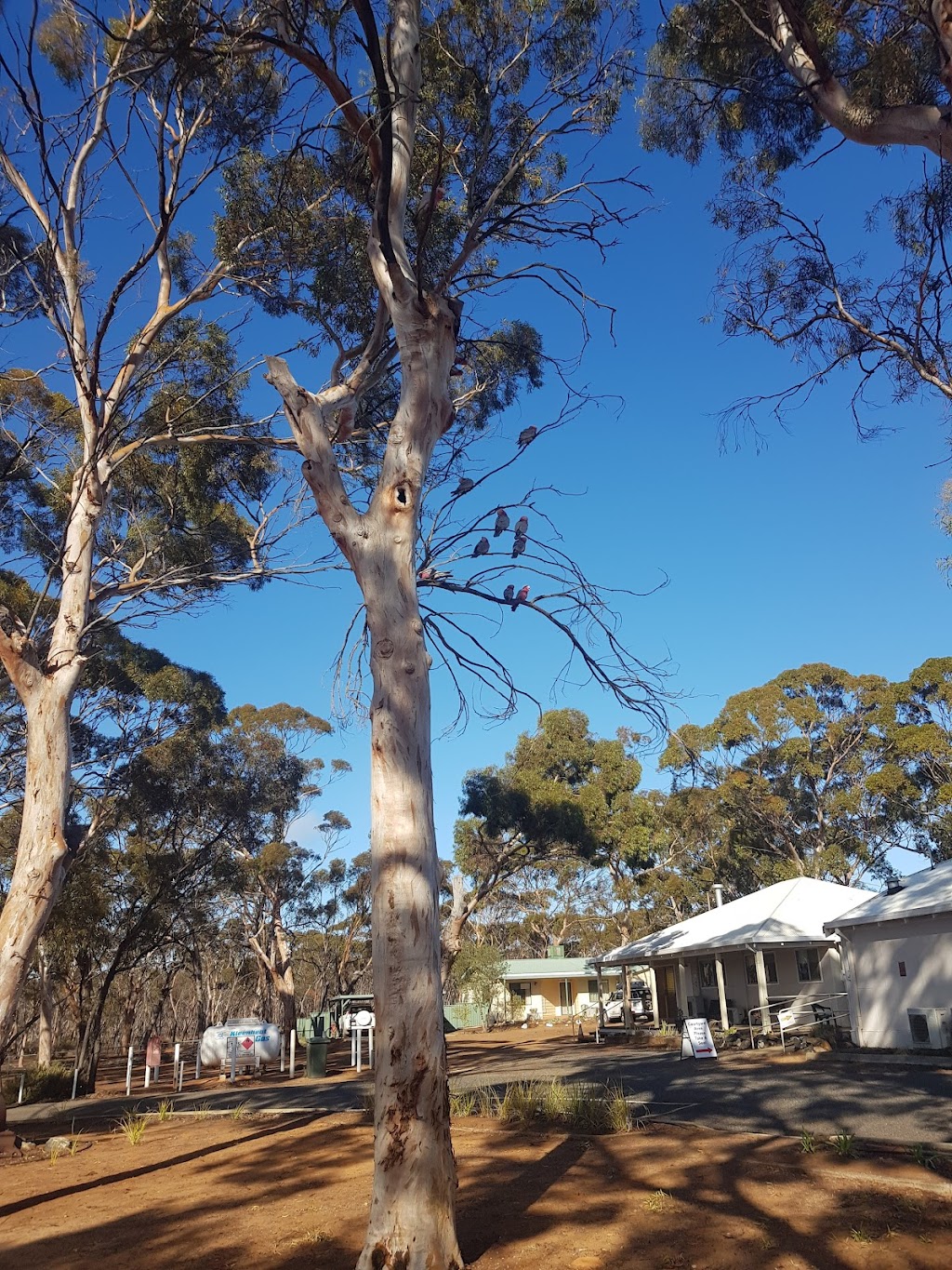 Norseman District Hospital: Emergency Room | 1 Talbot St, Norseman WA 6443, Australia | Phone: (08) 9039 9200