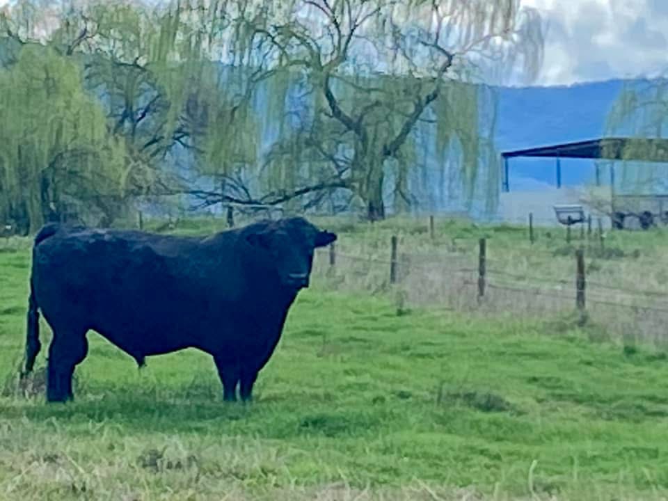 Green Valley Cattle | 1320, Tallangatta South VIC 3701, Australia | Phone: 0458 523 860