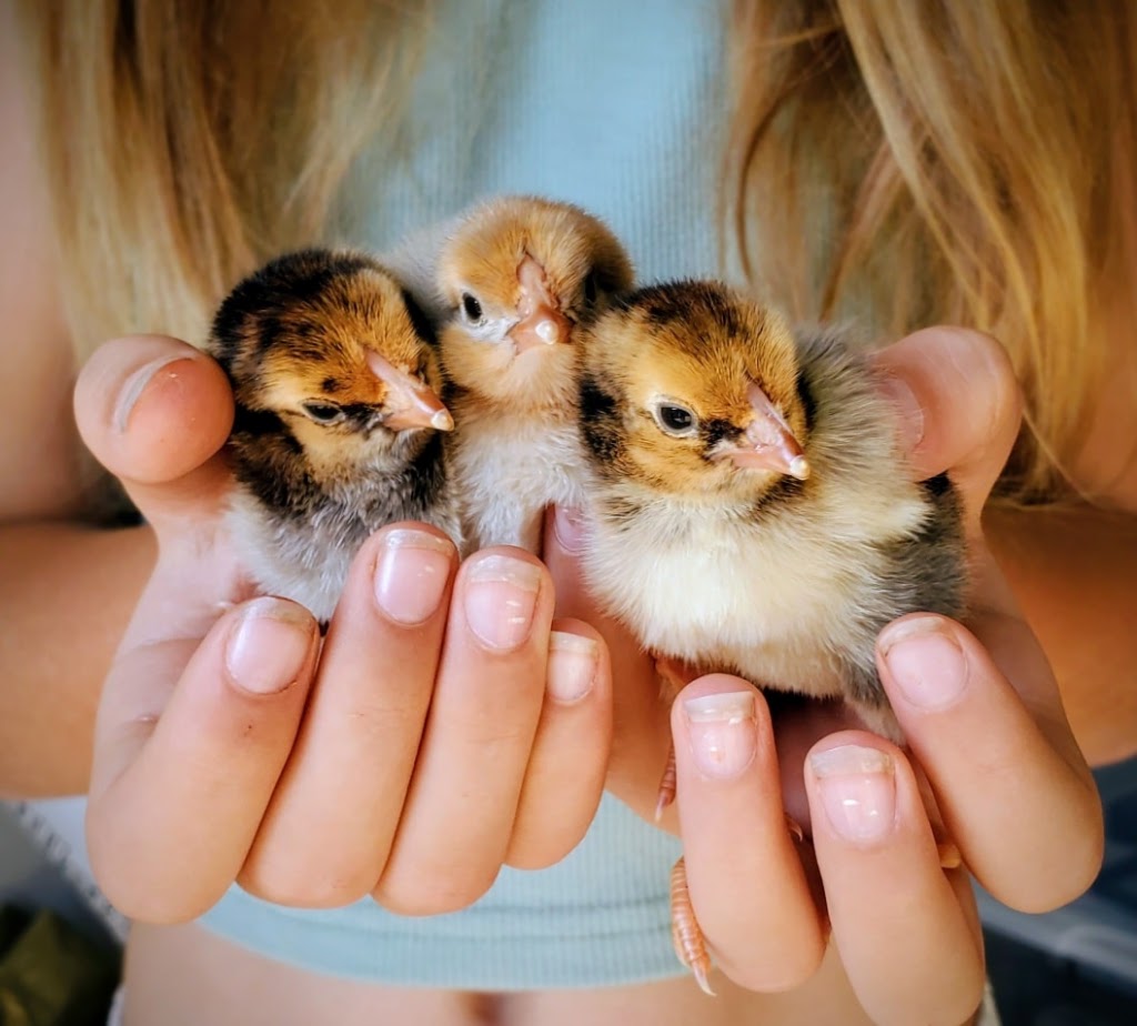 Aussie Chook Co | Dayboro QLD 4521, Australia | Phone: 0419 366 405