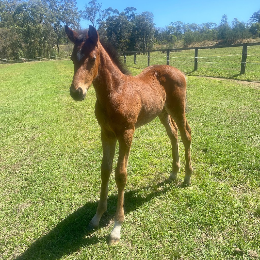 Lanitza Stud & Spelling | 775 Parker Rd, Lanitza NSW 2460, Australia | Phone: 0416 785 083