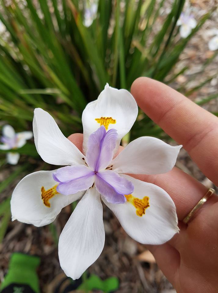 The Sustainable Gardener | general contractor | 123 Jabanungga Ave, Ngunnawal ACT 2913, Australia | 0400934386 OR +61 400 934 386