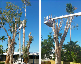 Townsville Tree Care | 9A Power Ct, Jensen QLD 4814, Australia | Phone: (07) 4725 9053