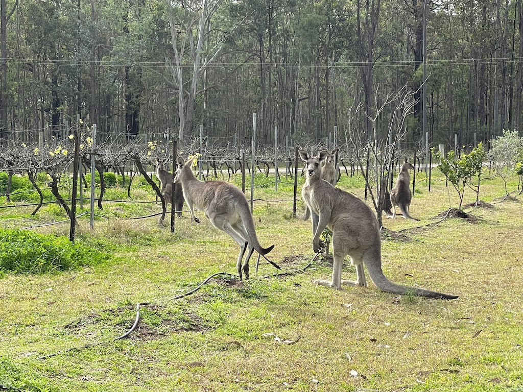 Pokolbin Glamping | 691 Hermitage Rd, Pokolbin NSW 2320, Australia | Phone: 0413 545 182