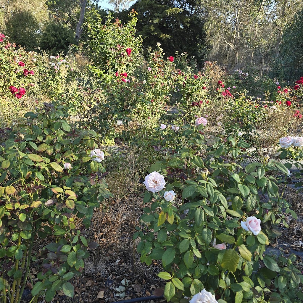 Conerin Farm Flowers Kyneton | 293 Sebastopol Rd, Kyneton VIC 3444, Australia | Phone: 0415 353 403