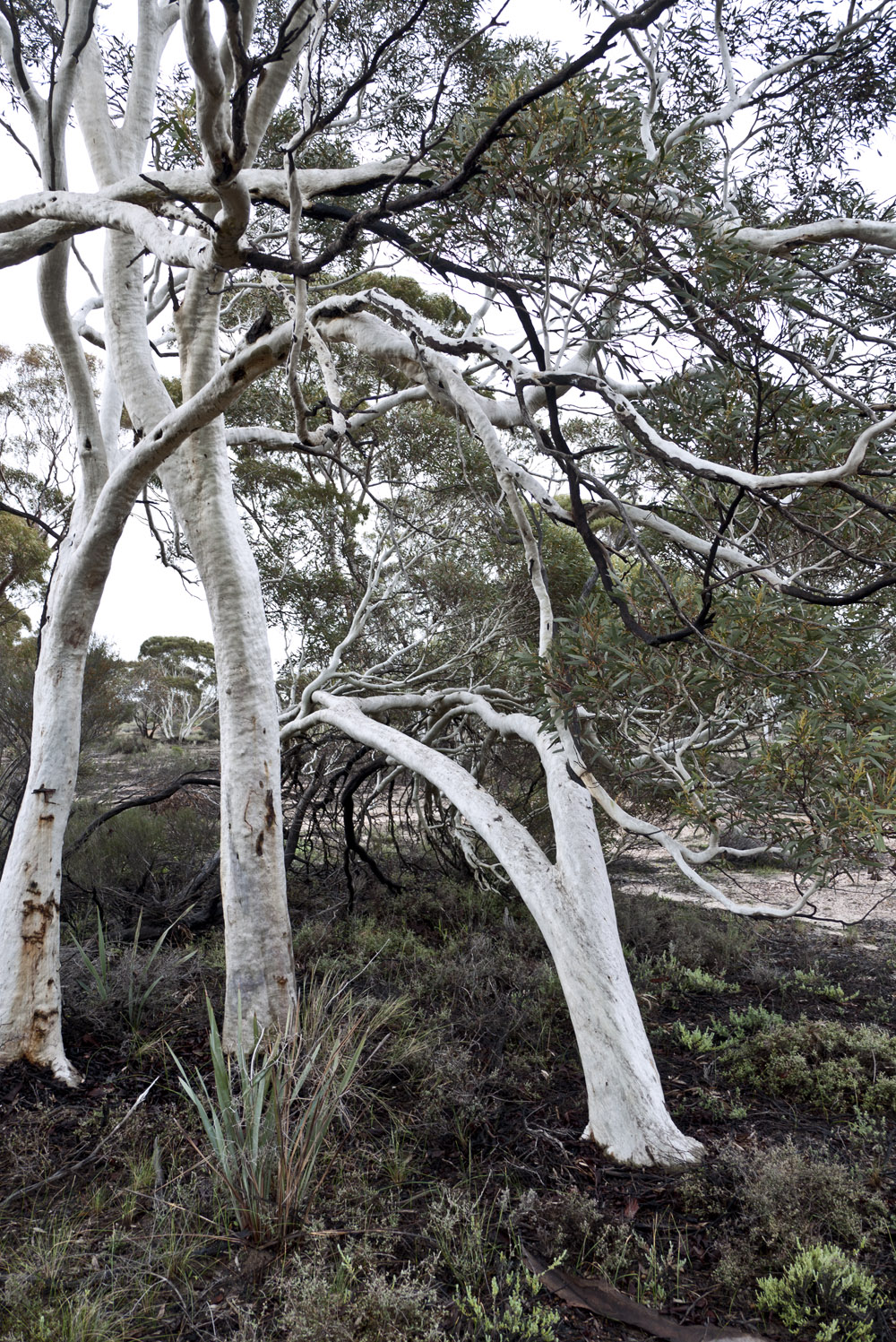 Granite monolith | park | Elachbutting WA 6479, Australia