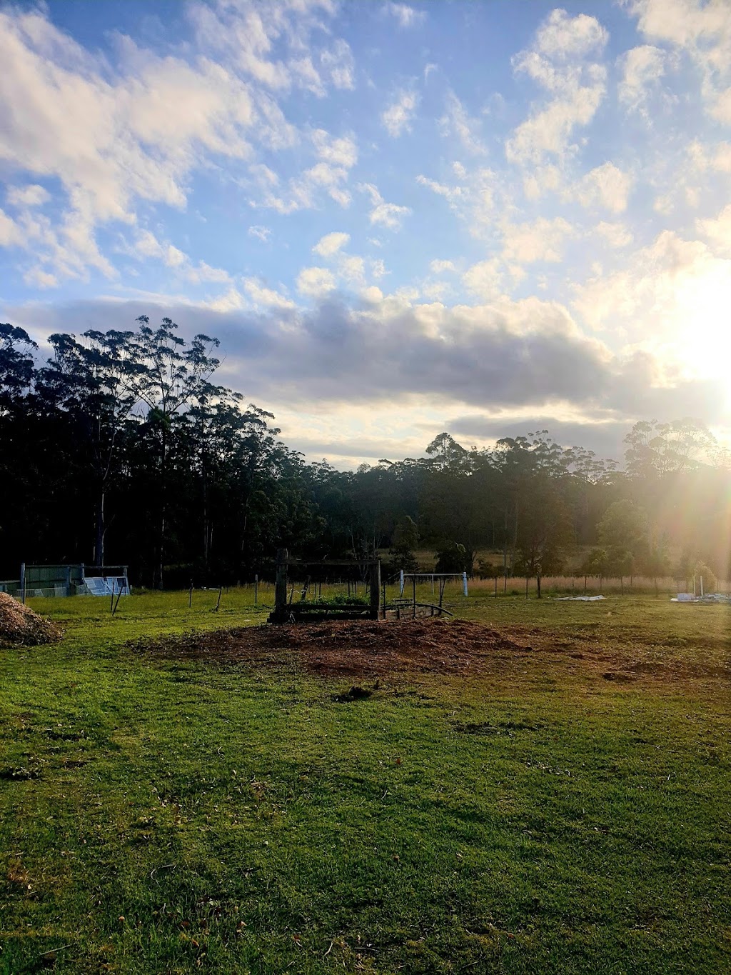 Silver Fern Tree Services | Phar Lap Cct, Port Macquarie NSW 2444, Australia | Phone: 0401 806 329