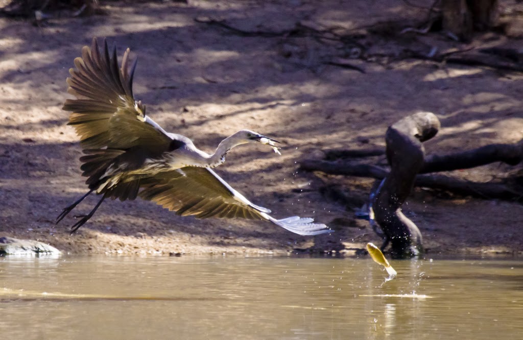 Bowra Sanctuary | Bowra Wildlife Sanctuary, 887 Humeburn Road, Cunnamulla QLD 4490, Australia | Phone: 0455 527 698