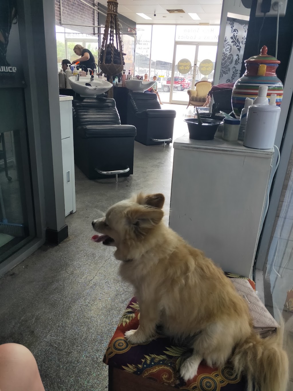 Elite Dog & Cat Grooming | Hibiscus Shopping Centre IGA Centre, 44 Downie Ave, Bucasia QLD 4750, Australia | Phone: 0473 417 513