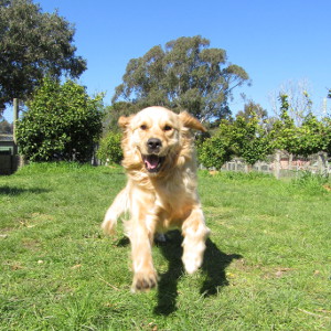 Dogdayz Country Club - Warrandyte | 77 Tills Dr, Warrandyte VIC 3113, Australia | Phone: (03) 9844 3292