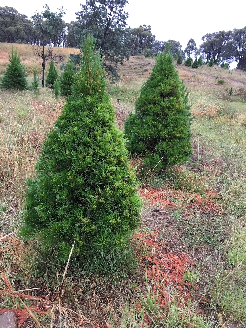 Christmas Tree Cottage | lodging | 242 Shingle Hill Way, Bywong NSW 2621, Australia | 0262369689 OR +61 2 6236 9689