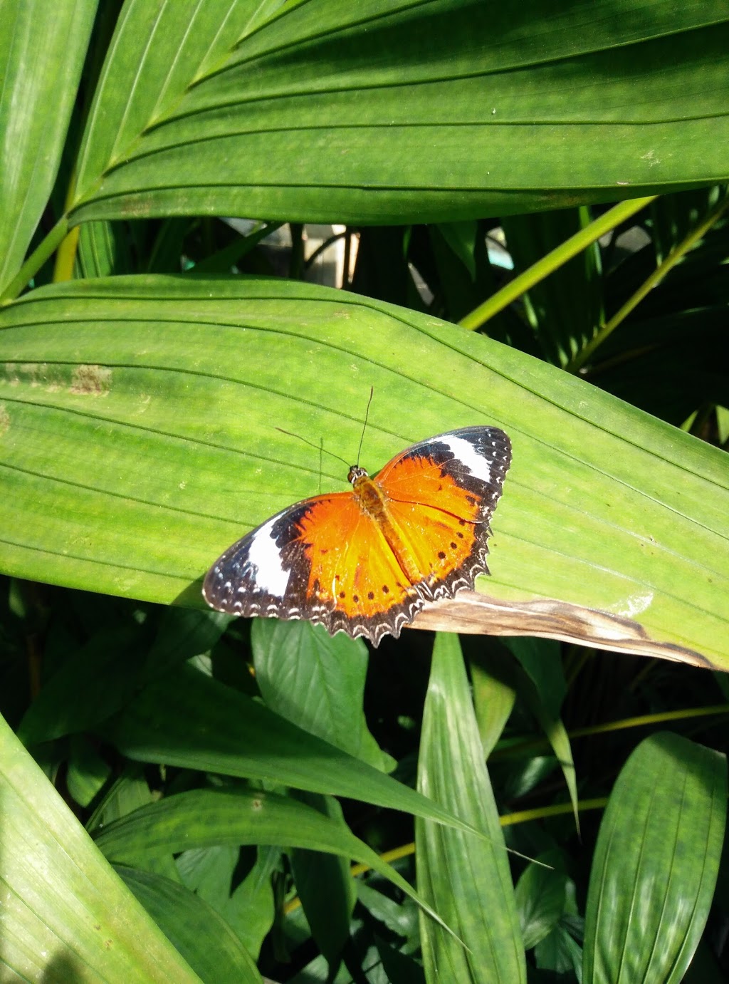 Butterfly Sanctuary | zoo | Kuranda QLD 4881, Australia