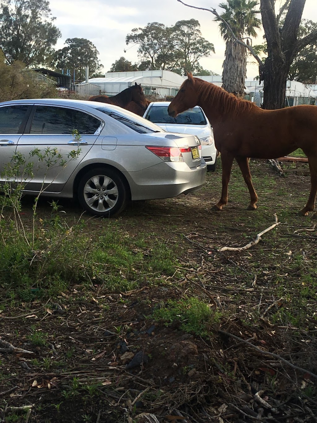 Glenfield Wholesale Nursery Pty Ltd |  | 63 Wills Rd, Macquarie Fields NSW 2564, Australia | 0296052266 OR +61 2 9605 2266