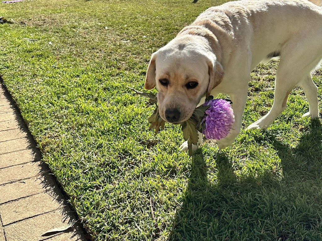 Amaiore Labrador Retrievers | 420 Dairy Creek Rd, Homewood VIC 3717, Australia | Phone: 0499 858 994