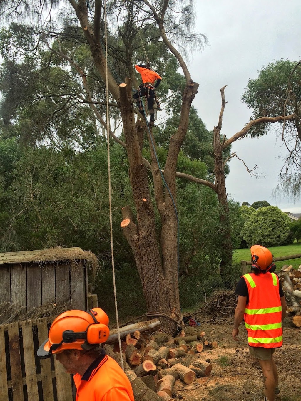 Cut It Right Tree Service | 11 Wandella Rd, Mornington VIC 3931, Australia | Phone: 0415 776 062