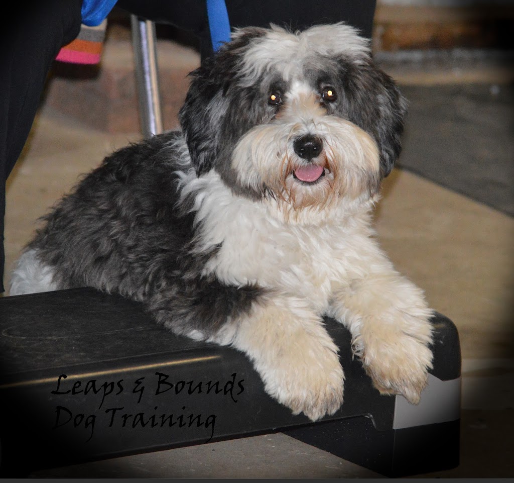 Leaps & Bounds Dog Training | 46 Masons Rd, Rosevears TAS 7277, Australia | Phone: 0408 139 055