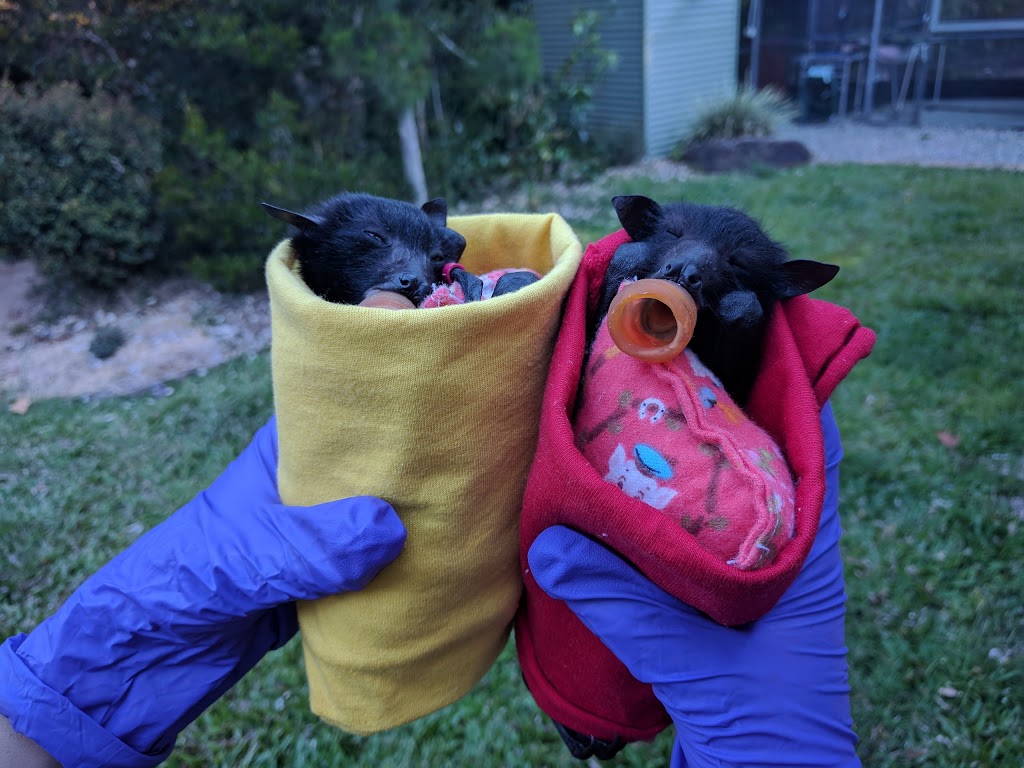 Tolga Bat Hospital - bookings essential | 134 Carrington Rd, Carrington QLD 4883, Australia | Phone: (07) 4091 2683