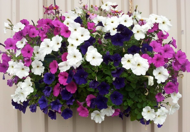 Northern Rivers Plants | Knox Pl, Goonellabah NSW 2480, Australia | Phone: 0431 653 593