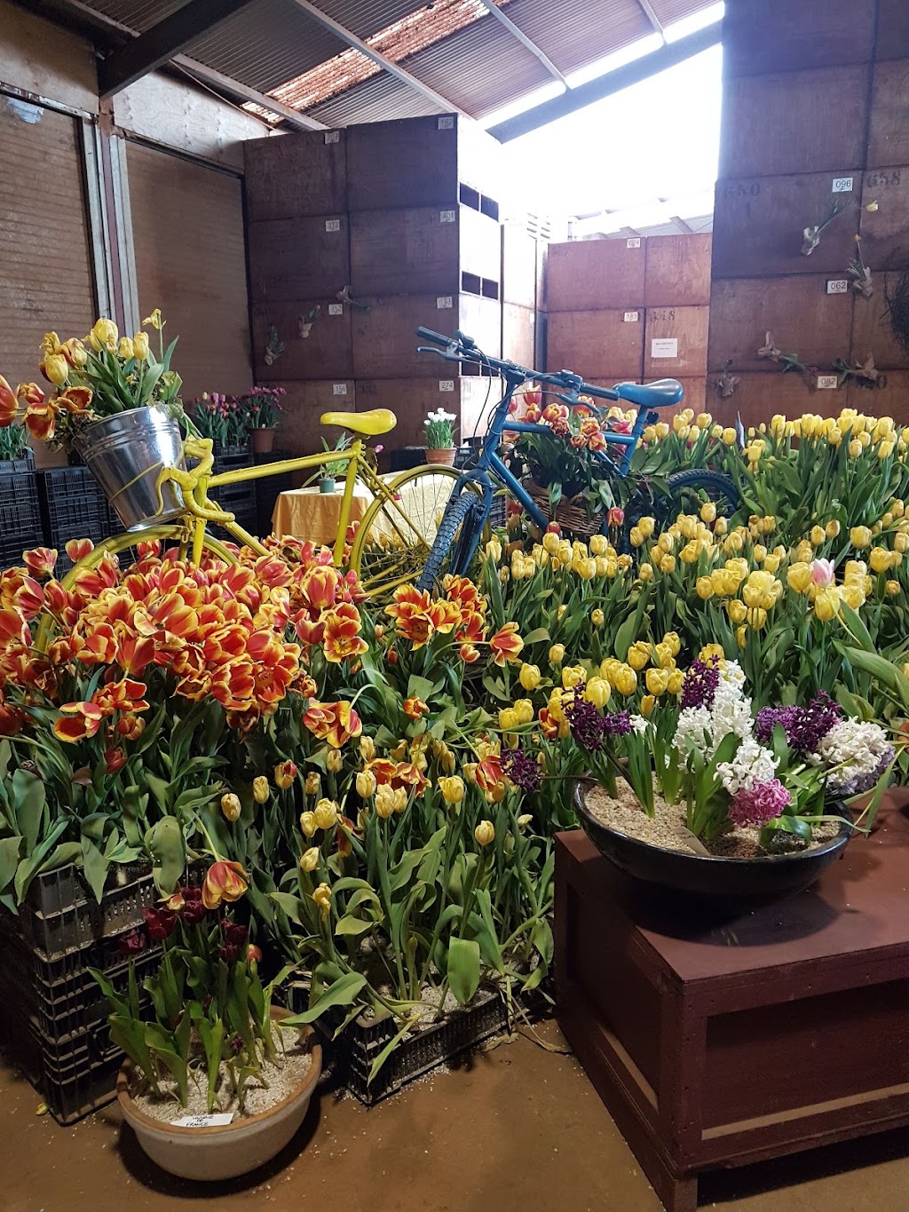 Van Diemen Quality Bulbs | 363 Table Cape Rd, Wynyard TAS 7325, Australia | Phone: (03) 6442 2012